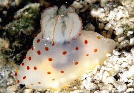  Gymnodoris ceylonica (Sea Slug)